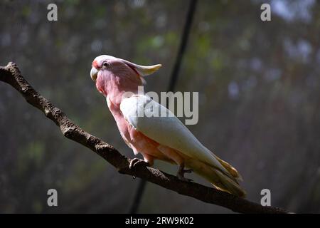 Der rosa Kakadu, auch bekannt als Major Mitchell’s Cockatoo oder Leadbeater’s Cockatoo. Stockfoto