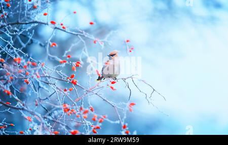 Wunderschöner Bombycilla garrulus, der im Winter auf einer Rosenspitze sitzt und nach Essen sucht, das beste Foto. Stockfoto