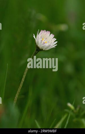 Eine Nahaufnahme einer kleinen weißen Blume mit einer leuchtend gelben und weißen Mitte Stockfoto
