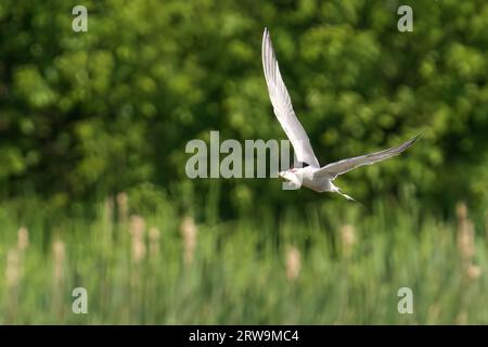 Ein Vogel, der über einem sonnendurchfluteten Feld aus hohen Schilfrohren aufsteigt, seine Flügel breiten sich aus, während er durch die Luft steigt Stockfoto