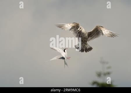 Ein gemeiner Ternvogel im Flug über einem Wasserkörper, der vom hellen Licht der Sonne beleuchtet wird Stockfoto