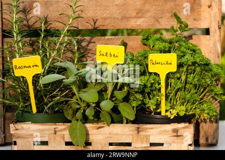 Rosmarin, Salbei (salvia) und Petersilie, Rosmarin und Petersilie Stockfoto