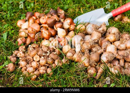 Blumenzwiebeln im Garten, Blumenzwiebeln im Garten Stockfoto