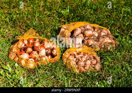 Blumenzwiebeln im Garten, Blumenzwiebeln im Garten Stockfoto