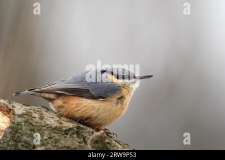 Auf einem Kofferraum sitzende Eurasische Nacktschnecke (Sitta europaea) Stockfoto