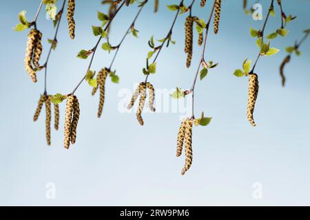 Atelierfotografie von Blumenkatschen eines Birkenbaums (Betula) Stockfoto
