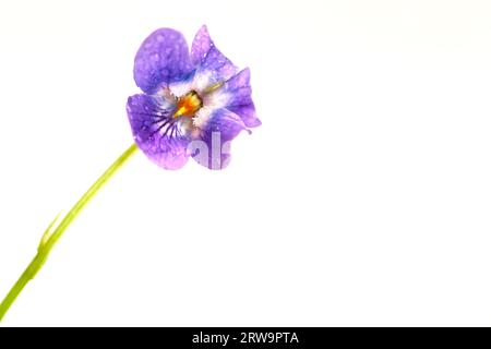 Nahaufnahme einer violetten Blüte vor weißem Hintergrund Nahaufnahme einer Veilchenblüte vor weißem Hintergrund Stockfoto