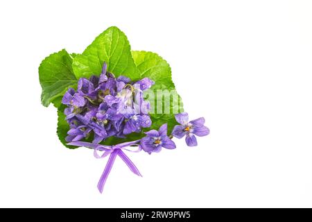 Ein Strauß Veilchen mit einer Schleife auf weißem Hintergrund. Studio Shot mit Kopierbereich. Ein violetter Streifen mit Schlaufe, der sich vor weiß befindet Stockfoto