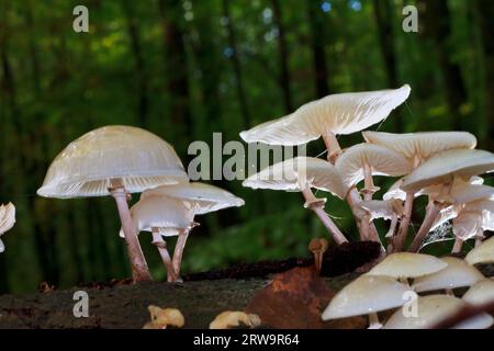 Buchenringwurm, Oudemansiella mucida (Tricholomataceae), Buchenwald am Liepnitzsee Stockfoto