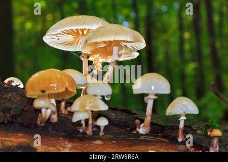 Buchenringwurm am toten Buchenstamm, Oudemansiella mucida (Tricholomataceae), Buchenwald am Liepnitzsee, Brandenburg Stockfoto