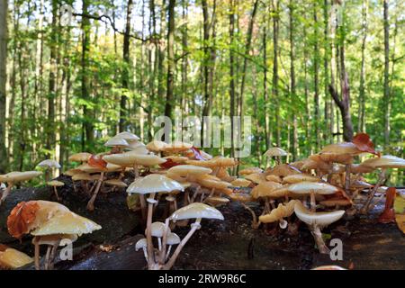 Buchenringwurm, Oudemansiella mucida (Tricholomataceae) und anderer Ringwurm am toten Baumstamm - Buchenwald am Liepnitzsee Stockfoto