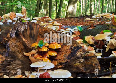 Buchenringwurm, Oudemansiella mucida (Tricholomataceae) und andere Ringwurm, Buchenwald am Liepnitzsee Stockfoto