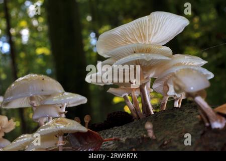 Buchenringwurm, Oudemansiella mucida (Tricholomataceae), Buchenwald am Liepnitzsee Stockfoto