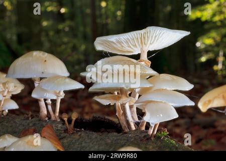 Buchenringwurm, Oudemansiella mucida (Tricholomataceae), Buchenwald am Liepnitzsee Stockfoto