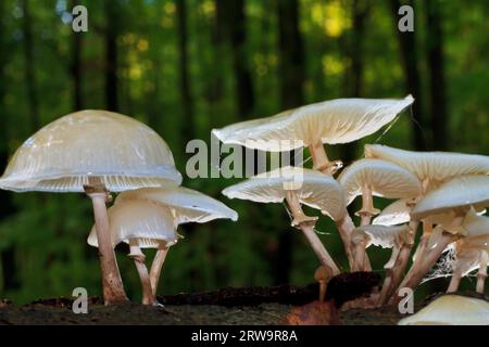 Buchenringwurm, Oudemansiella mucida (Tricholomataceae), Buchenwald am Liepnitzsee Stockfoto