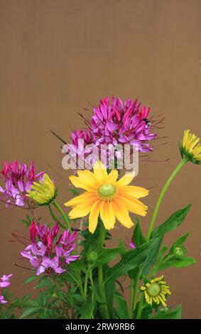 Blumenarrangement mit lila-roten Spinnenblumen und gelben rauhen Koneflorblumen vor der hellbraunen Wand Stockfoto