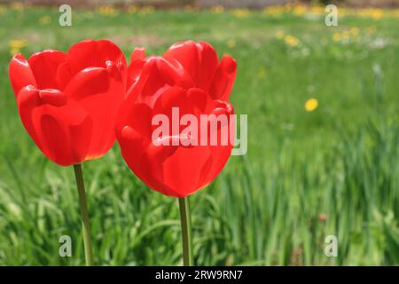 Drei rote Tulpen, sonnendurchflutet, grüne Wiese im Hintergrund mit Löwenzahn Stockfoto