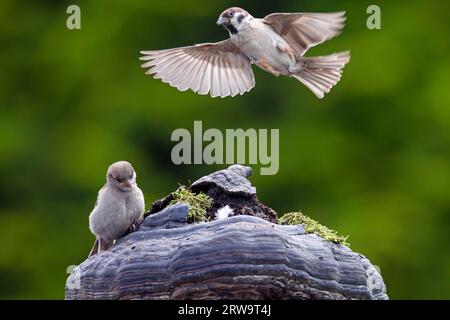 Eurasische Baumspatzen (Passer montanus) fressen gerne in Gruppen auf dem Boden (Foto Eurasischer Baumspatzen und Hausspatzen (Passer domesticus) Stockfoto