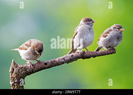 Haus-Sperling (Passer domesticus), flüchtige Jungvögel beginnen sich nach 1 oder 2 Tagen nach Verlassen des Nestes zu ernähren (Haus-Sperling) (Foto-Haus Stockfoto