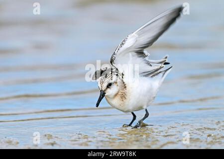 Sanderling (Calidris alba), seine Brutgebiete befinden sich im arktischen Norden Europas, Nordamerika und Asien (Foto Sanderling im Junggefieder) Stockfoto