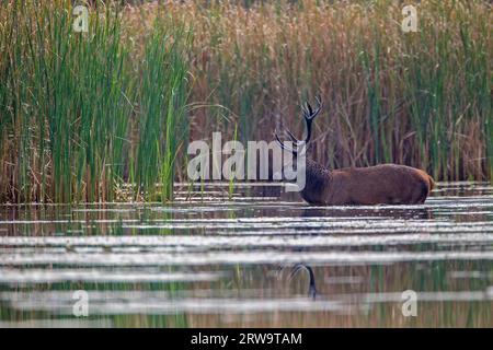 Rotwild, viele Hirsche zeigen Verletzungen, nachdem die Rute (Foto Rotwild (Cervus elaphus) überquert einen Teich), Rotwild, nur reife Hirsche halten Gruppen von Hintern Stockfoto