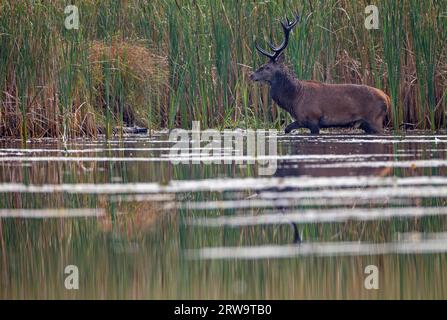 Rotwild, viele Hirsche zeigen Verletzungen, nachdem die Rute (Foto Rotwild (Cervus elaphus) überquert einen Teich), Rotwild, nur reife Hirsche halten Gruppen von Hintern Stockfoto