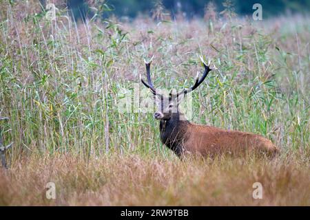Rotwild ist eine der größten Hirscharten (Foto Rotwild in der Furche), Rotwild ist eine der größten Hirscharten (Foto Rotwild in der Furche) Stockfoto