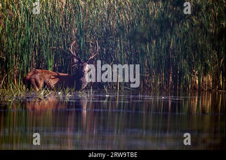 Rotwild, viele Hirsche zeigen Verletzungen, nachdem die Rute (Foto Rotwild (Cervus elaphus) überquert einen Teich), Rotwild, nur reife Hirsche halten Gruppen von Hintern Stockfoto