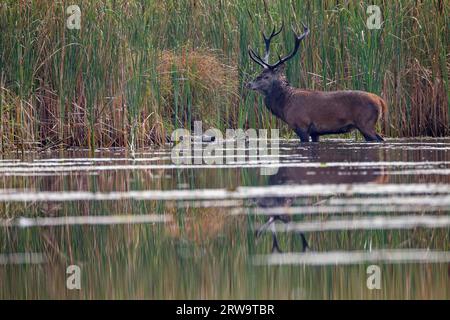 Rotwild, viele Hirsche zeigen Verletzungen, nachdem die Rute (Foto Rotwild (Cervus elaphus) überquert einen Teich), Rotwild, nur reife Hirsche halten Gruppen von Hintern Stockfoto