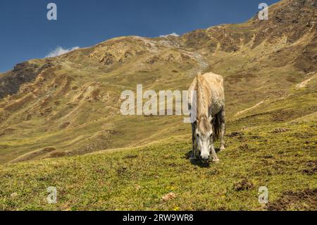 Pferde grasen auf malerische nepalesische Landschaft Stockfoto