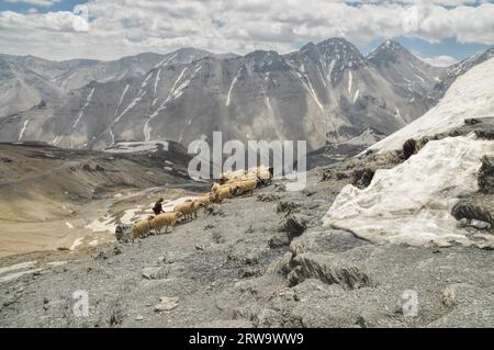 Herde Schafe an den Hängen des malerischen Bergen des Himalaya in Nepal Stockfoto