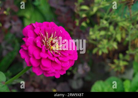 Nahaufnahme von leuchtend violett-rosa Doppelblüten von Zinnia elegans im Garten Stockfoto