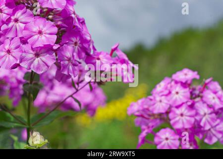 Garten Phlox paniculata, kriechender Phlox subulata, auch bekannt als Moosphlox. Stockfoto