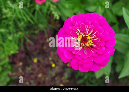Nahaufnahme von leuchtend violett-rosa Doppelblüten von Zinnia elegans im Garten Stockfoto