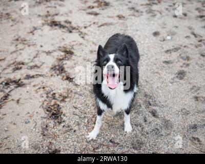 Border Collie spielt im Sand Stockfoto