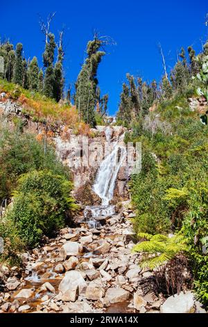 Die beliebten Steavenson Falls tagsüber in der Nähe von Marysville, Victoria, Australien Stockfoto