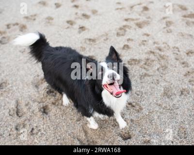 Border Collie spielt im Sand Stockfoto