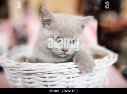 Ein süßes britisches Kätzchen sitzt in einem Blumenkorb. Selektiver Fokus. Stockfoto