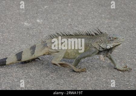 Nahaufnahme eines Leguanas (Iguana Leguana) auf einem Felsen in Curacao Stockfoto