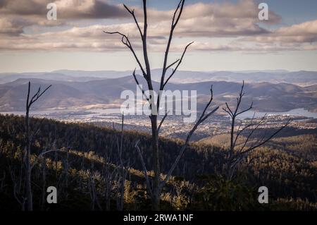 Blick vom Mount Wellington mit toten Bäumen auf die Stadt Hobart, Tasmanien, Australien Stockfoto