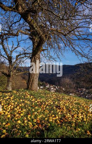 Windfall-Äpfel nexto zum Apfelbaum im alten Obstgarten am sonnigen Herbsttag Stockfoto