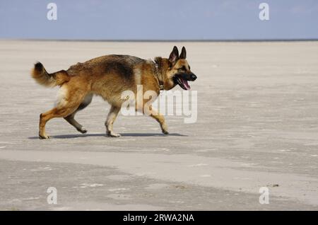 Deutscher Schäferhund Stockfoto