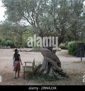 Alcudia, Spanien - 30. August 2023: Olivenbäume im Museu sa Bassa Blanca, Mallorca Stockfoto