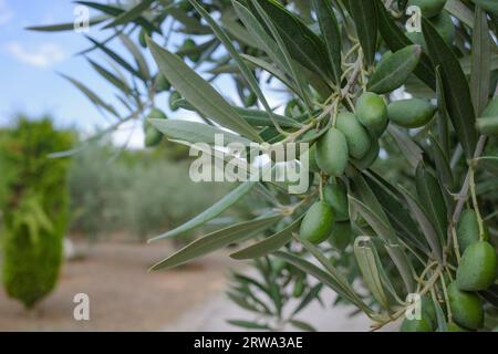 Alcudia, Spanien - 30. August 2023: Olivenbäume im Museu sa Bassa Blanca, Mallorca Stockfoto