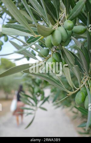 Alcudia, Spanien - 30. August 2023: Olivenbäume im Museu sa Bassa Blanca, Mallorca Stockfoto