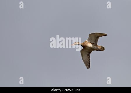 Gadwall (Anas strepera) die Jungen sind Nestflüchtlinge und können sofort schwimmen (Middle Duck) (Gadwall), Gadwall in Großbritannien ist A Stockfoto