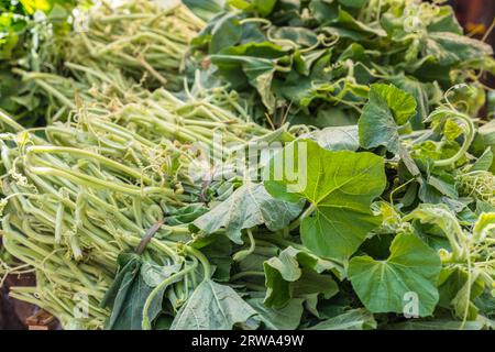 Tenerumi, Blätter und zarte Triebe der langen Kürbispflanze Cucuzza auf dem Markt in Palermo, Nahaufnahme Stockfoto