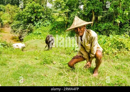 Srimongal, Bangladesch, um Juli 2012: Einheimischer Mann mit großem Strohhut kniet im Gras mit zwei Kühen im Hintergrund in wunderschönem Grün von Stockfoto