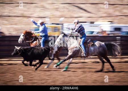 Wickenburg, USA, 5. Februar 2013: Die Fahrer nehmen an einem Team-Roping-Wettbewerb in Wickenburg, Arizona, USA, Teil Stockfoto