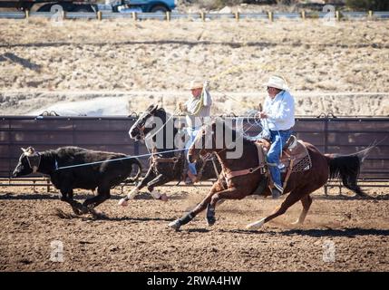 Wickenburg, USA, 5. Februar 2013: Die Fahrer nehmen an einem Team-Roping-Wettbewerb in Wickenburg, Arizona, USA, Teil Stockfoto